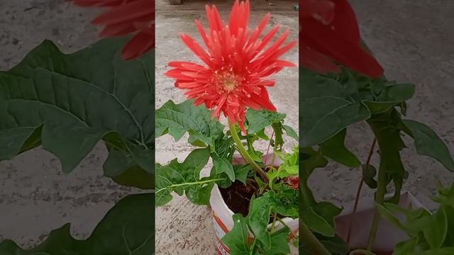 #gerbera#flower #shortsfeed #nature #viral #youtube short