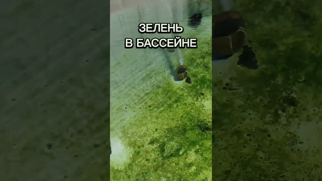 Почему бассейн в УЗВ зеленеет