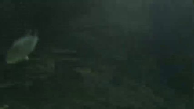 Достопримечательности Адлера смотреть онлайн