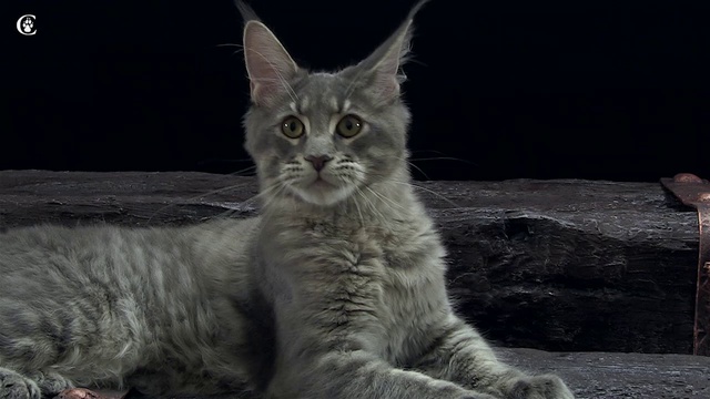 Кошка мейн-кун Olly Grey Claw`s голубая пятнистая (а24) в 5 месяцев www.coonplanet.ru