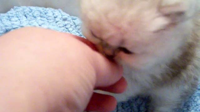 Sugar Plum - Male Shaded Silver Persian Kitten from Daphne's Dolls Cattery смотреть онлайн