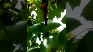 Прививка ранней черешни в крону черешни Валерий Чкалов и вишни