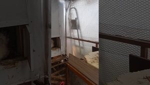 Утеплила выгул для курочек и теперь спокойна.