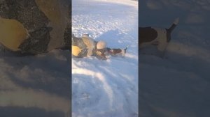 Фокстерьер  охота    ( Фокстерьер Арчибальд Ставрополь)