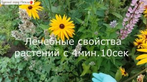 ?Чём отличается мята от мелиссы, полезный свойства растений