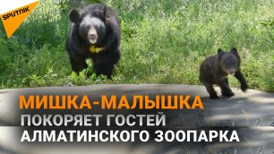 В Алматинском зоопарке показали недавно родившегося гималайского медвежонка