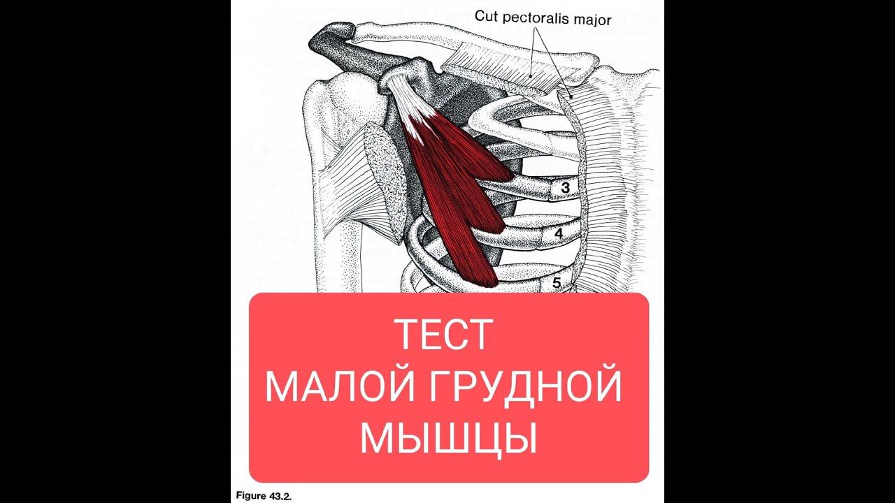 Какие упражнения помогут улучшить здоровье тела и привести в тонус малую грудную мышцу?