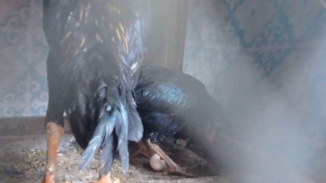 ШАМО СНЕСЛА НА ГЛАЗАХ. ПЕТУШИНЫЕ БОИ смотреть онлайн