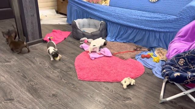 Щенки ЧИХУАХУА ?@ Две СЕМЕЙКИ с ДОСТАВКОЙ ** Chivava puppy