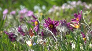 Цветок, постигший красоту простоты: ПРОСТРЕЛ или ПУЛЬСАТИЛЛА