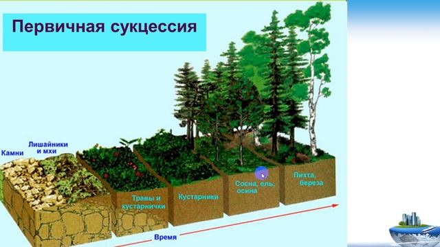27 05 2020 6 класс биология смотреть онлайн