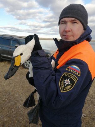 Инспекторы ГИМС из Республики Бурятия пришли на помощь лебедям