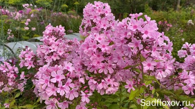 Светло-розовые флоксы смотреть онлайн