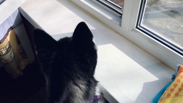 Лиса смотрит в окно . Любопытная хаски . Лисичка и Муха смотреть онлайн