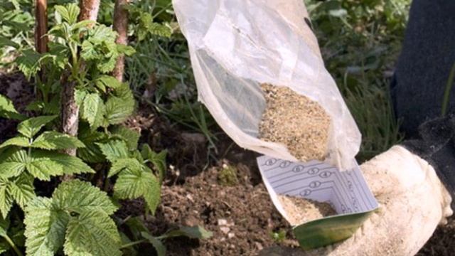 Чем подкормить малину осенью после сбора урожая и обрезки? смотреть онлайн