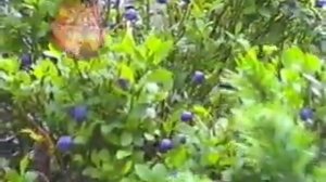 Лик "Турочак"