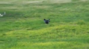 Australian Bird Near Hamilton, Australia in Victoria Province