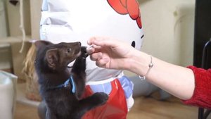 Домашний соболь Бади!