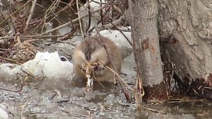 Ондатра на р.Иня в Барышево