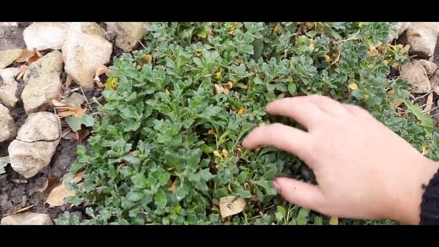 ЛУЧШИЕ ПОЧВОПОКРОВНИКИ КОТОРЫЕ ЦВЕТУТ ОСЕНЬЮ.