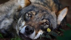 Спасая больного, старого волка лесник и предположить не мог, что обретает настоящие...