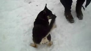 Мал- да удал - Small- yes dashing