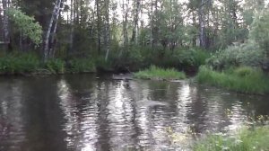 Клев хариуса на верховую мушку на таежной речке.mp4