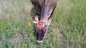 Продажа коровы
