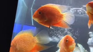 северумы: уход и содержание