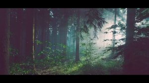 Фото красивого Леса Необычные картинки