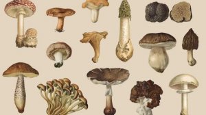 Best Illustrations: Fungi - Vintage Illustrations