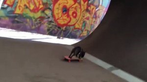 French Bulldog Nord Boss is ridding on his skateboard/ французский бульдог на скейте в Сокольниках