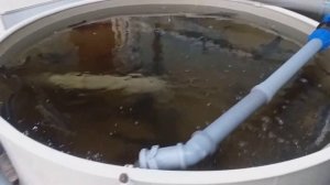 Белуга в узв. 3 месяца, как привез малька