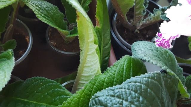 Полив стрептокарпусов сверху смотреть онлайн