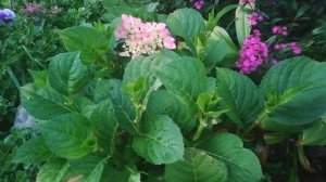 Гортензия крупнолистовая. Вы успели это сделать для цветения?