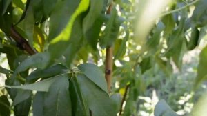 Персик Бельмондо гигант! persikovod.com