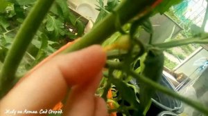 Томаты на плёнке в теплице без и полива.