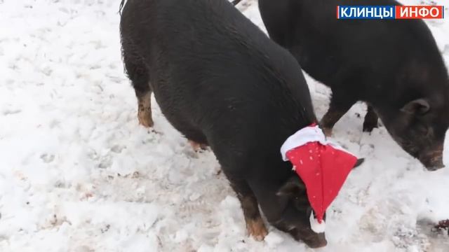 Год Свиньи 2019 - удачи и процветания в Новом году! смотреть онлайн