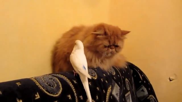 Кот разговаривает с попугаем. смотреть онлайн