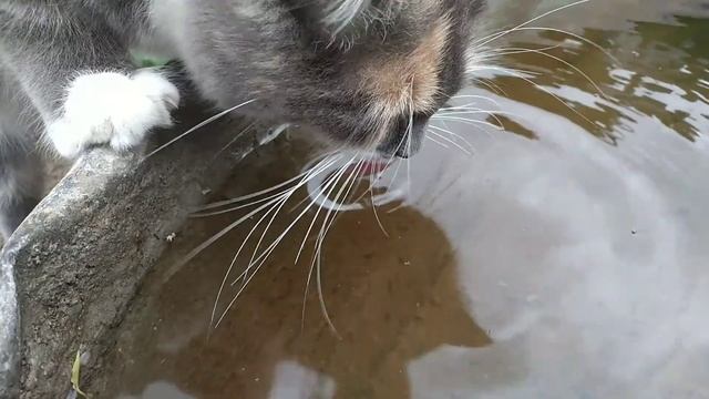 Мукбанг на грядке с нутом. На грядках. Был посажен на зелень, а вырос на сьрючок.Июль 2021Адамовка смотреть онлайн