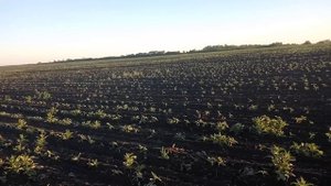 Сальса в борьбе с осотом на посевах подсолнуха. Часть 3.