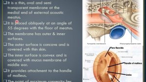 Lecture of Dr. Ammara Sarwar on topic Gross Anatomy of External Ear