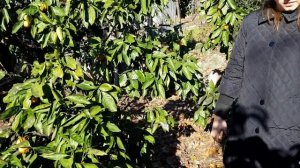 Сбор мандаринов в Адлере | Создаем новогоднее настроение | Мандарины около дома