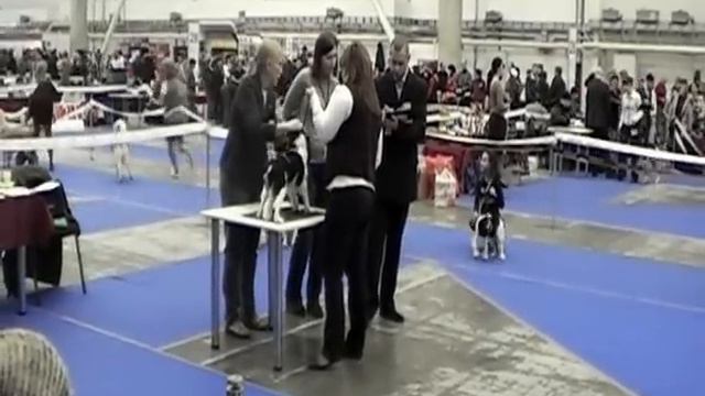 Киевская Русь 2011 FCI CACIB
