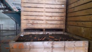 Мойка моркови, оборудование для мойки... Carrot washing, washing equipment ...