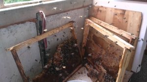 "Пчёлки жу жу", "Пчелы воровки"