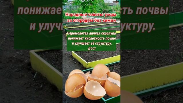 огород без химии