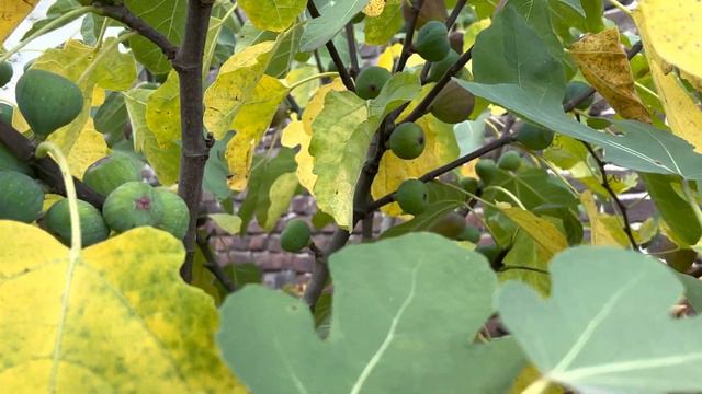 День в монастыре, удалось даже вкусить плода! смотреть онлайн