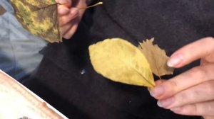 ОСЕННИЙ ПЕЙЗАЖ листьями и гуашью. Мастер-класс. Живопись для начинающих. Рисуем с детьми. Творчеств