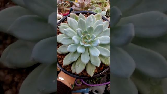 echeveria Humberto villa